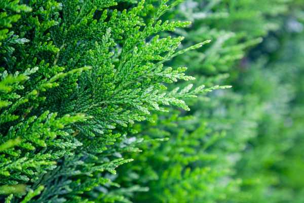  - Essential Oils